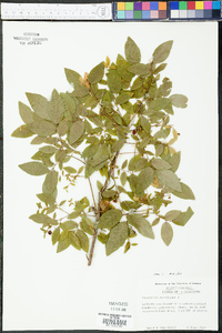 Vaccinium stamineum var. stamineum image