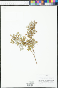 Polycodium floridanum image