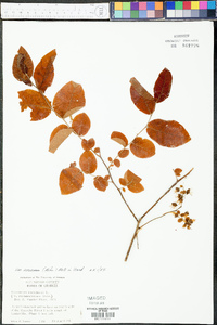 Vaccinium stamineum var. sericeum image