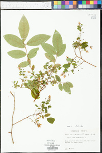 Vaccinium stamineum var. stamineum image