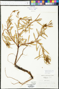 Stillingia sylvatica image