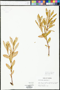 Stillingia sylvatica image