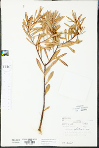 Stillingia sylvatica image