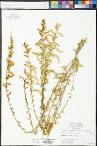 Solidago nemoralis var. haleana image