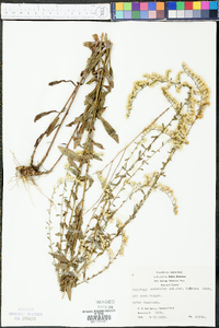 Solidago nemoralis var. haleana image