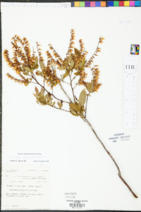 Eubotrys racemosa image