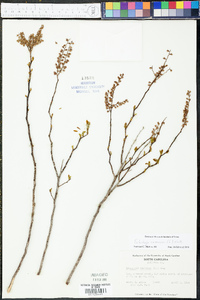 Eubotrys racemosa image