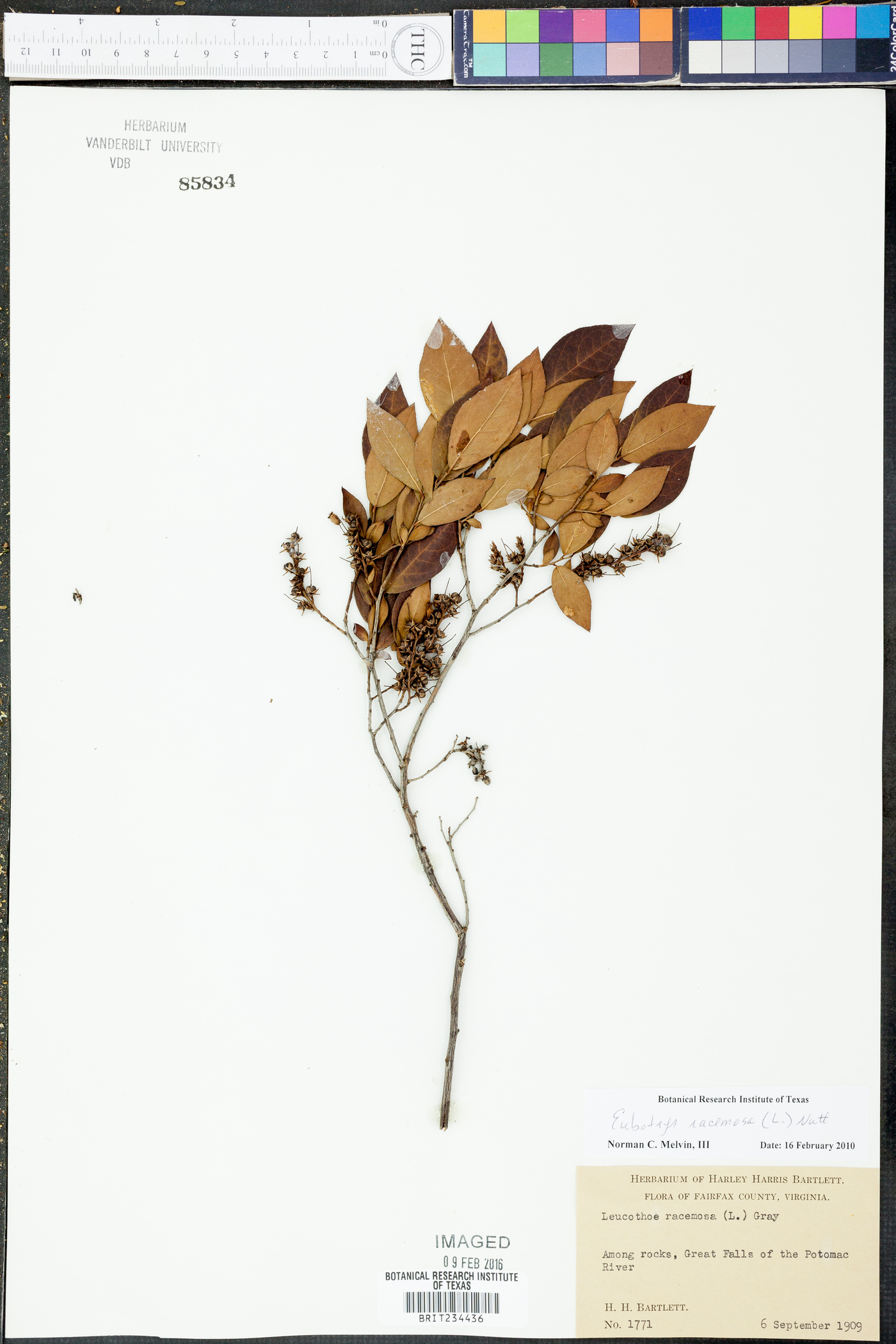 Eubotrys racemosa image