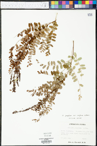 Amorpha confusa image