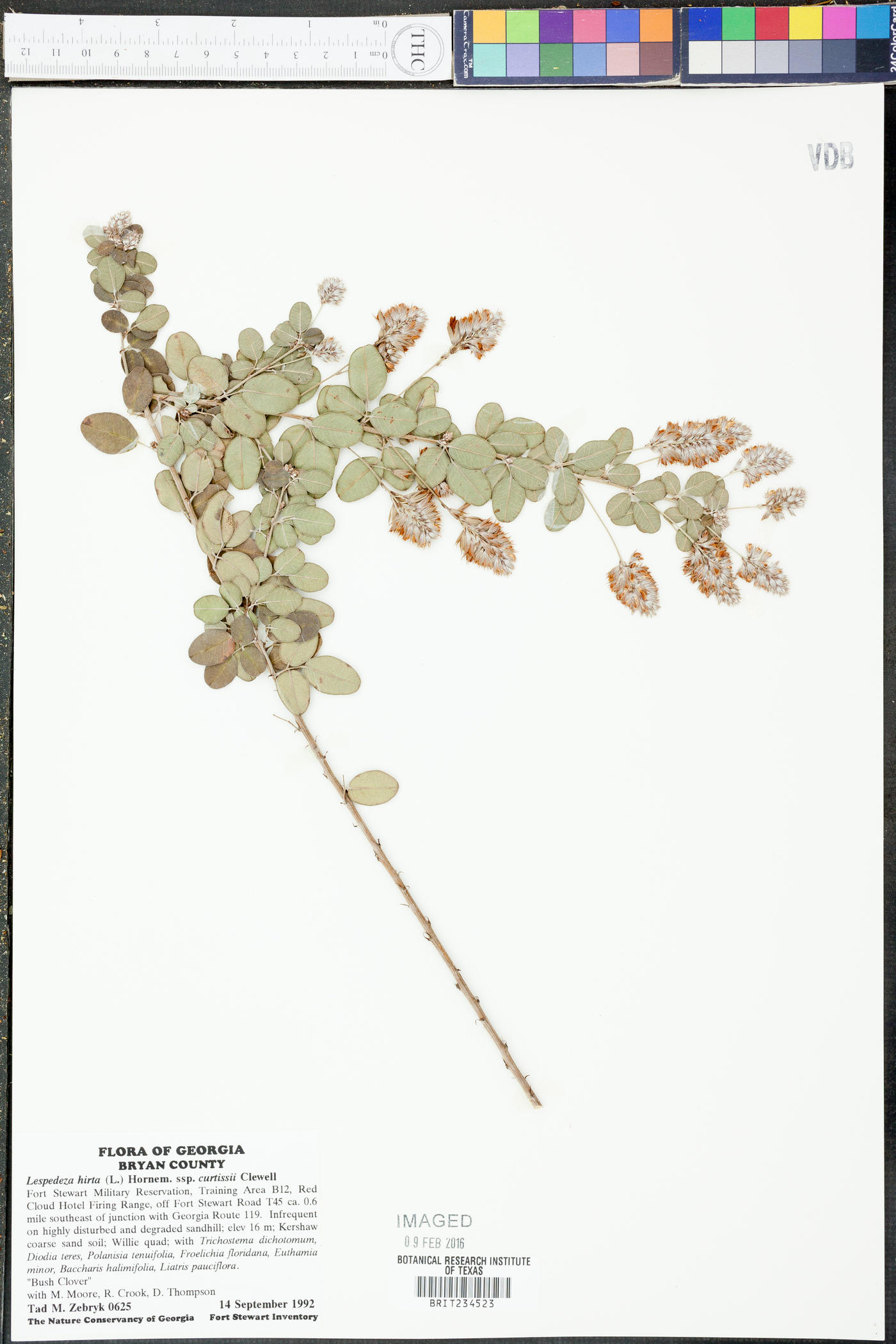 Lespedeza hirta subsp. curtissii image