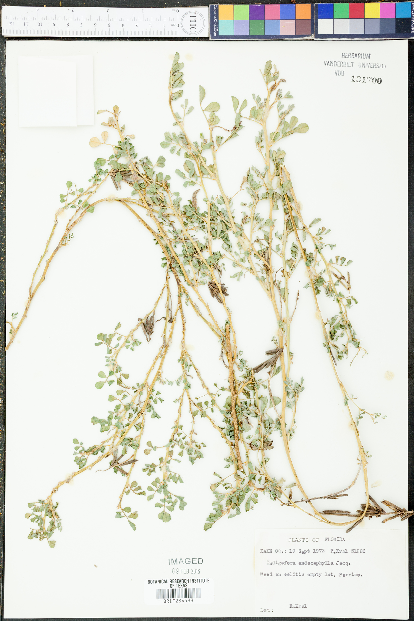 Indigofera endecaphylla image