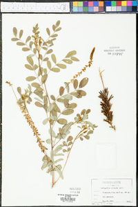 Indigofera hirsuta image