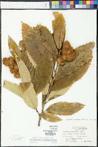 Castanea ozarkensis image