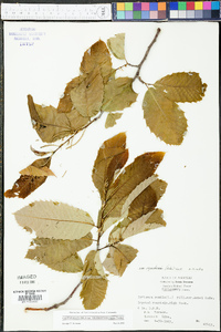 Castanea pumila var. ozarkensis image