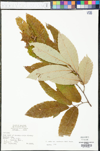 Castanea pumila var. ozarkensis image