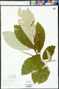 Castanea pumila var. ozarkensis image