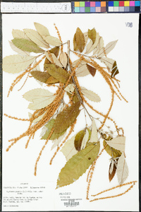 Castanea pumila var. ashei image