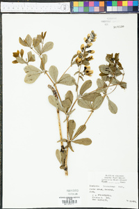 Baptisia bracteata var. leucophaea image