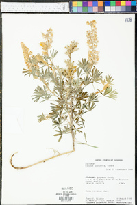 Lupinus caudatus subsp. argophyllus image