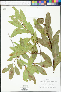 Quercus laurifolia image