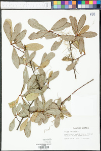 Quercus laurifolia image