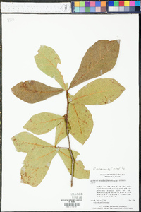 Quercus arkansana image