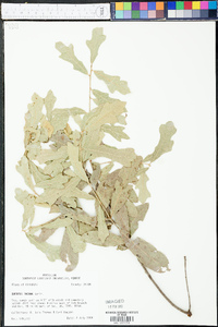 Quercus incana image