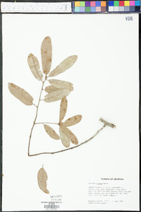 Quercus incana image