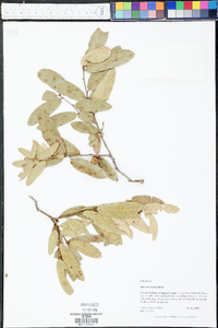 Quercus incana image