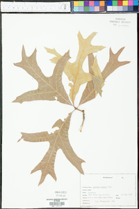 Quercus laevis image