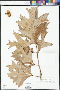 Quercus laevis image