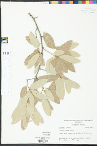 Quercus incana image