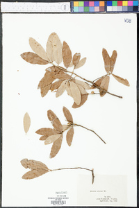 Quercus cinerea image