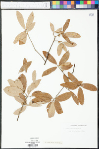 Quercus incana image