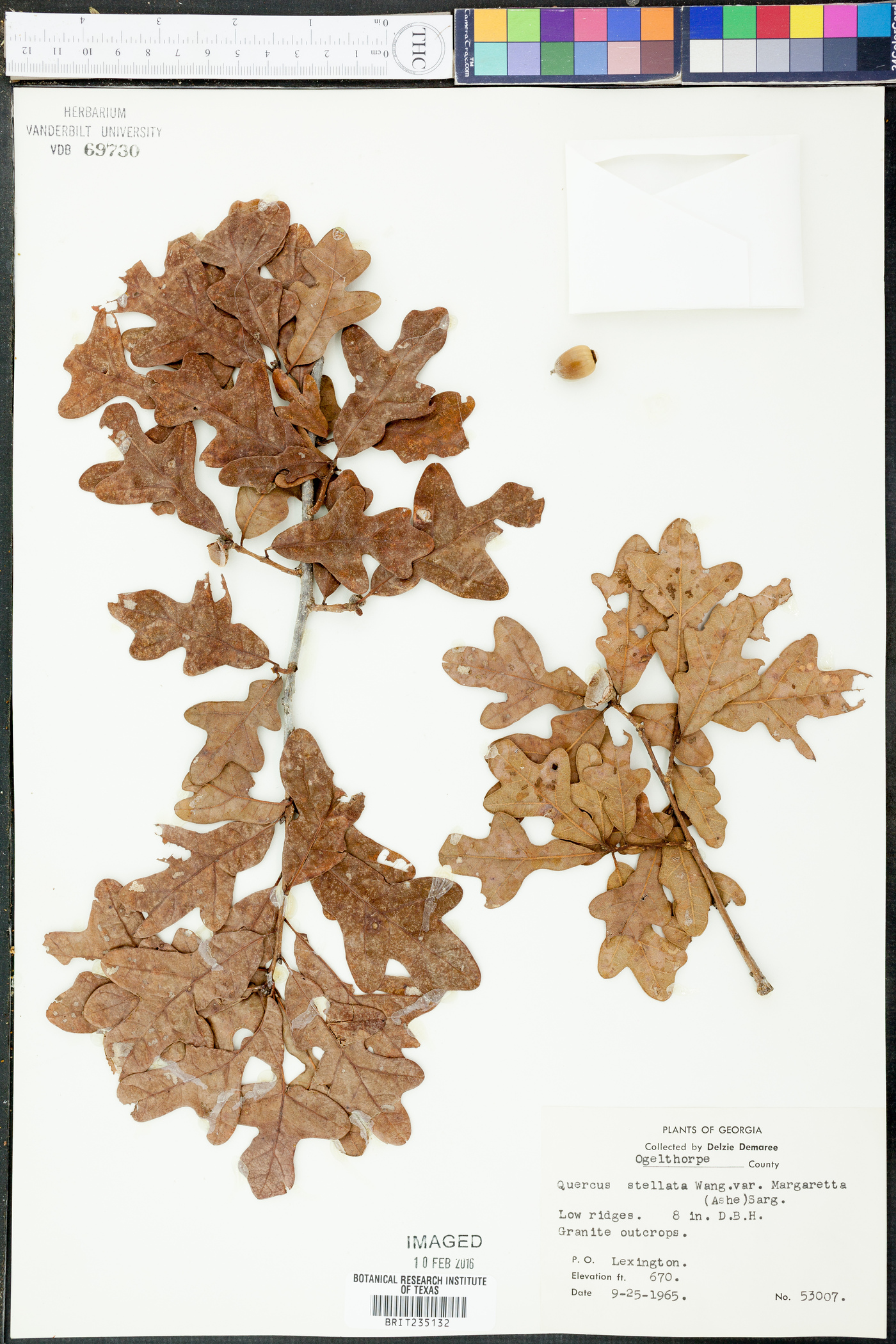 Quercus stellata var. margarettae image