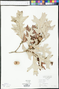 Quercus lyrata image