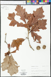 Quercus lyrata image