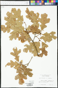 Quercus margaretta image