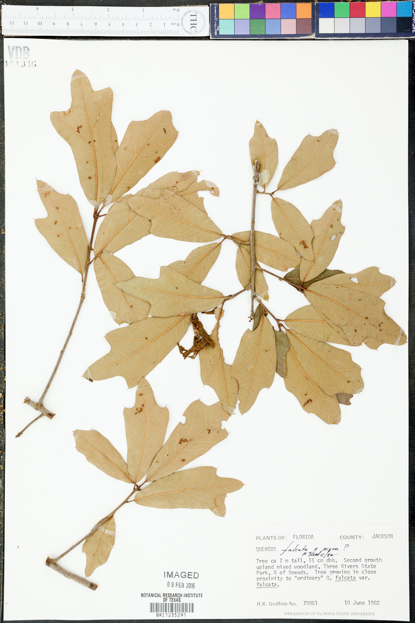 Quercus falcata var. falcata image