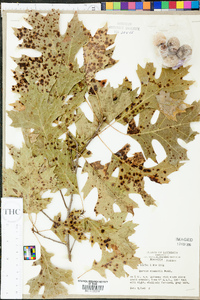 Quercus shumardii image