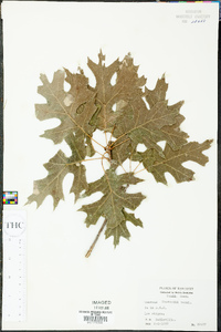 Quercus shumardii image