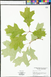 Quercus rubra var. rubra image