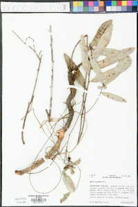 Quercus pumila image