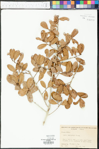 Quercus myrtifolia image