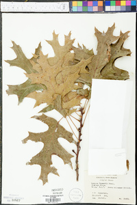 Quercus shumardii image