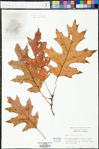 Quercus coccinea image