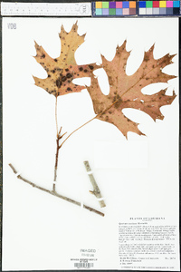 Quercus coccinea image