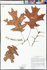 Quercus coccinea image