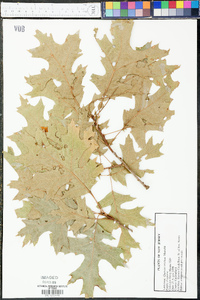 Quercus coccinea image