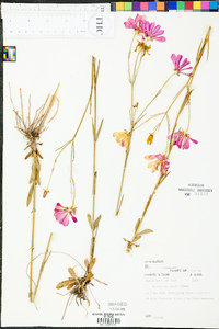 Sabatia bartramii image